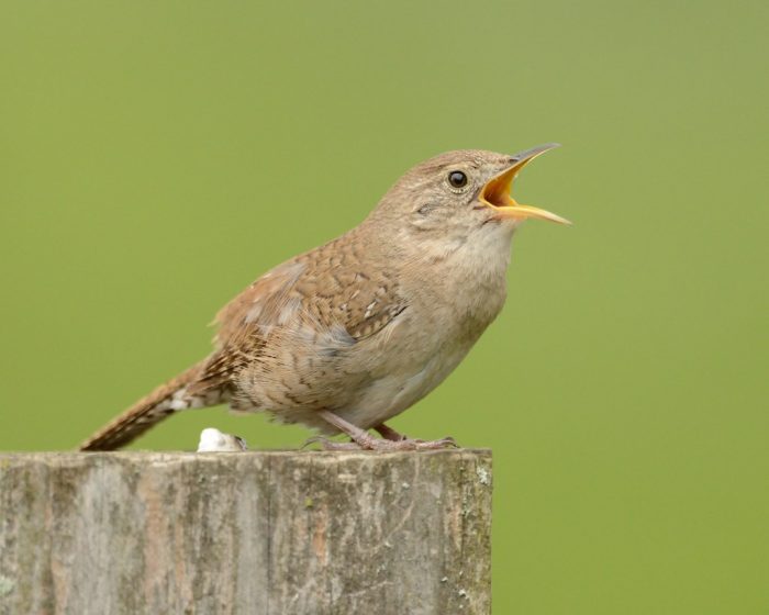 The industry and diligence of the House Wren Nesting Behavior when nest building is well known, built in two stages.