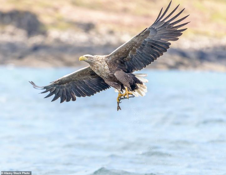 Birds of Prey is a large family is composed of birds which bear so strong a family that it is almost impossible to identify them at sight.