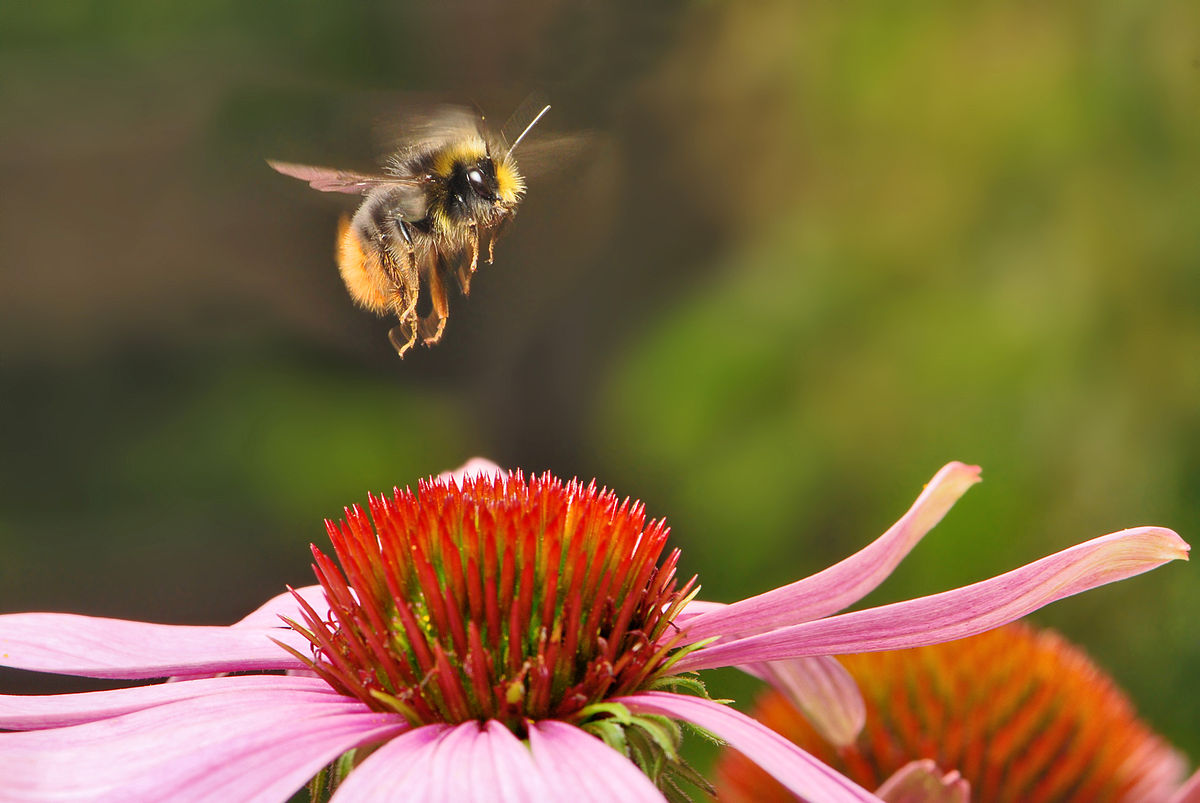 Bumblebees (bumble-bee, or humble-bee) and a few other insects are warm-blooded animals. They can be powerhouses producing energy by rapidly flexing their flight muscles.