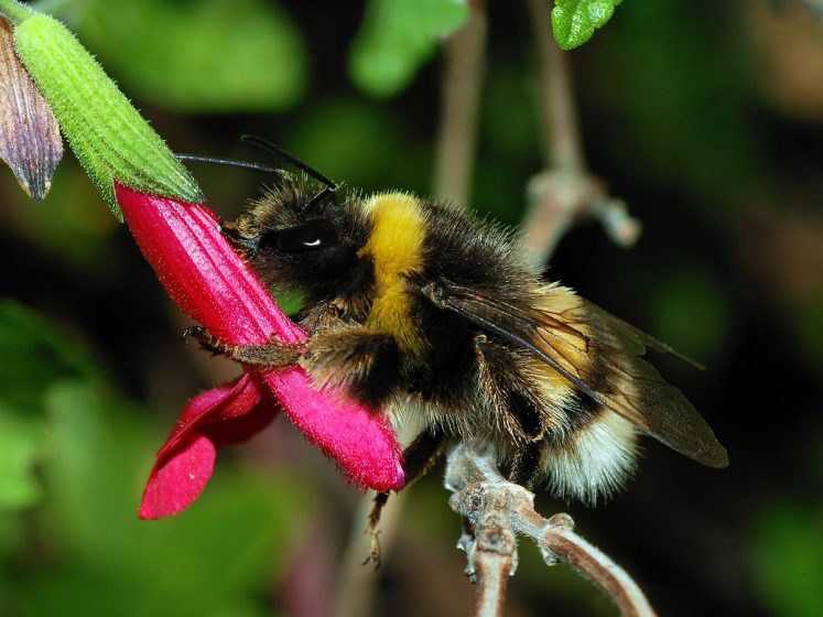 Bumblebees are ground nesters with most making their nests in an underground cavity created by small animals.