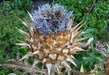 How to Grow the Most Beautiful Cactus? How to Grow Most Beautiful Cactus