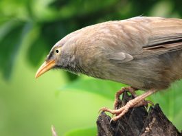 The common Babbler is a dingy brown bird belongs to the member of the Leiothrichidae family of Argya genus.