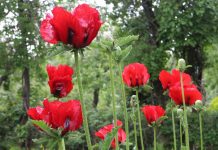 Papaver Orientale: The Gorgeous Showy Flowers