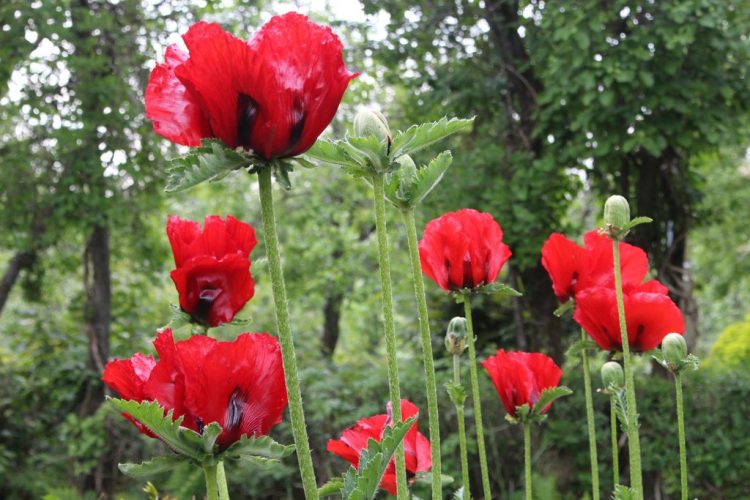 The Poppy or Papaver Orientale showy flowers appear for at most a week or two.