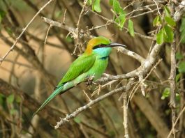 The Bee-eater is characterized by having the median pair of tail feathers prolonged a couple of inches beyond the others as bristles.