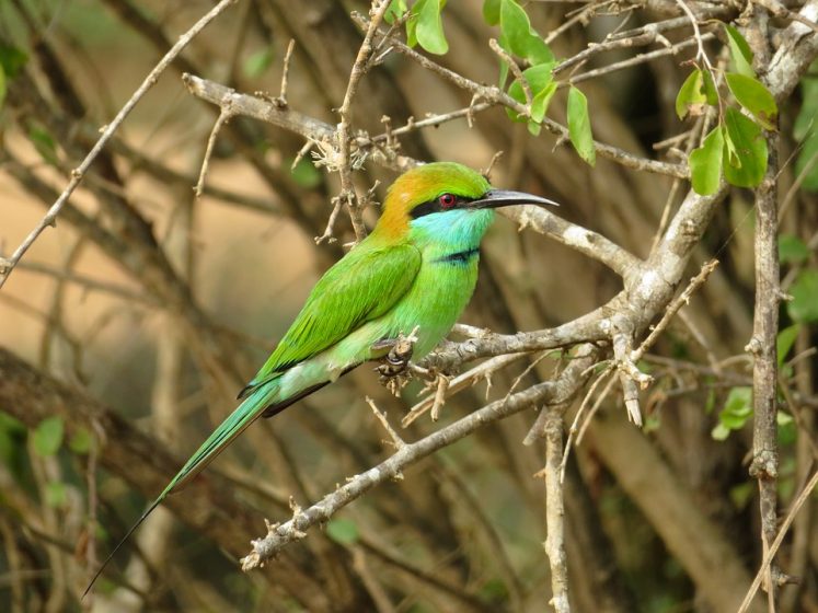 The Bee-eater is characterized by having the median pair of tail feathers prolonged a couple of inches beyond the others as bristles.