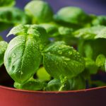 Basil has been a controversial herb from ancient times. Both the origin of its name and its reason for being has been constantly disputed.