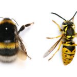 Bees and wasps are two of the insects most beneficial to human beings.