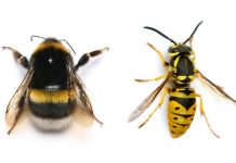 Destroying Bees and Wasps Bees and wasps are two of the insects most beneficial to human beings.