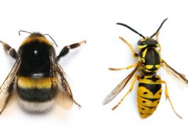 Bees and wasps are two of the insects most beneficial to human beings.