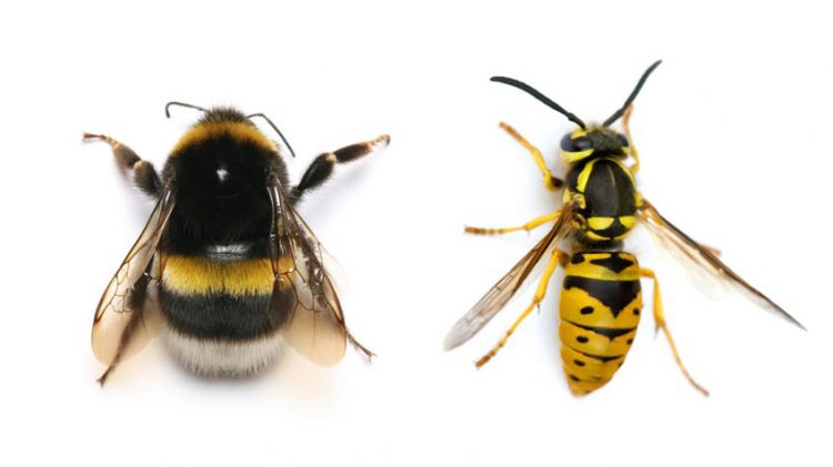 Bees and wasps are two of the insects most beneficial to human beings.