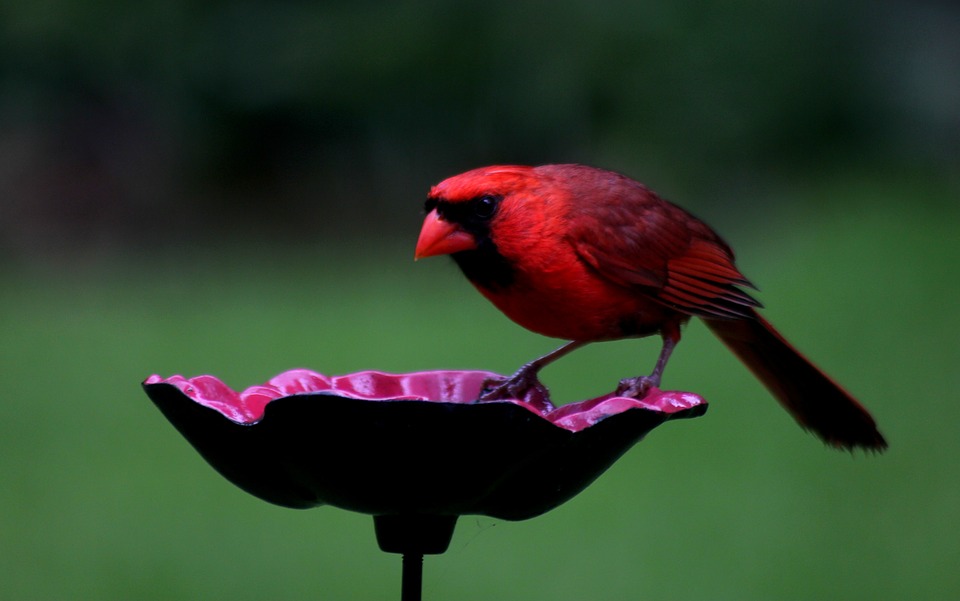 What Does a Northern Cardinal Eat?