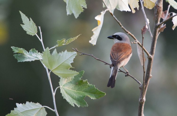 Shrikes