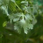 Cilantro - A Sweet-Smelling Herb to Healing Spices