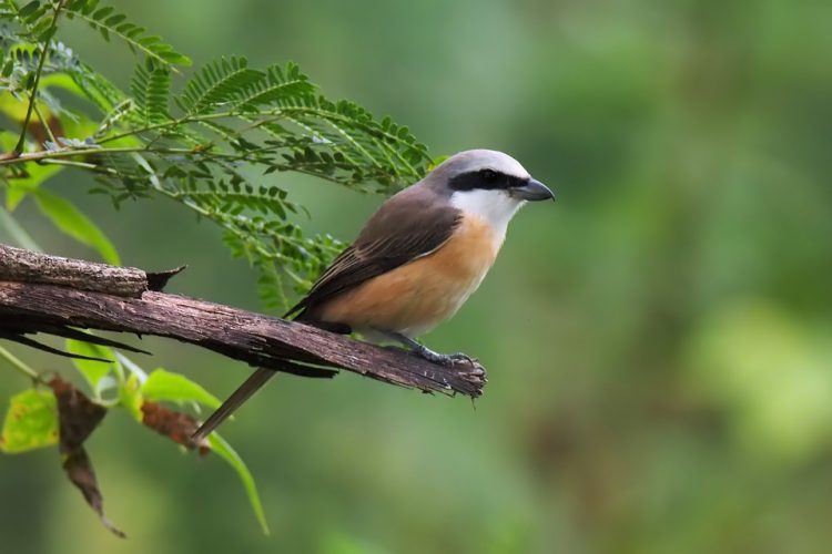  How Shrikes Get Their Name - William Turner, in a Short and “Succint History of Birds” in 1544, called the red-backed shrike “a nyn murder” because the bird was believed to murder and collect nine victims a day.