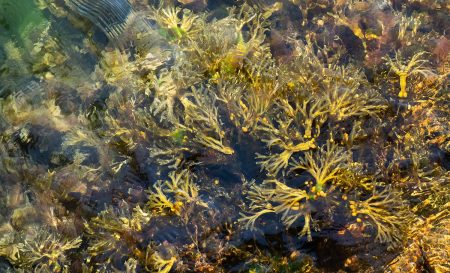 Kelp (Fucus vesiculosus) common name of kelp applies to a broad range of seaweeds of many different species. But for those using herbs a lot, kelp probably refers to seaweeds of the brown algal order Laminariales which possess large, flat, leaf-like fronds.