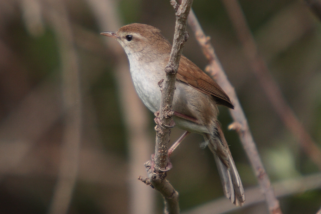 CETTI’S WARBLER is large & skulking warbler of dense waterside undergrowth with broad, rounded tail and often slightly ‘untidy’ appearance.
