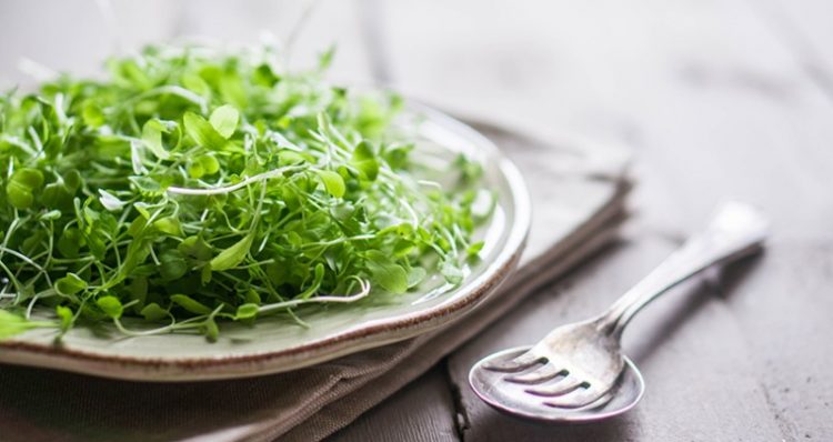 Alfalfa is a perpetual the herb commonly found on the edges of fields, in low valleys and is widely cultivated by farmers for livestock feed.