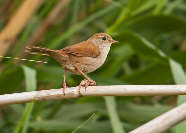 CETTI’S WARBLER is large & skulking warbler of dense waterside undergrowth with broad, rounded tail and often slightly ‘untidy’ appearance.