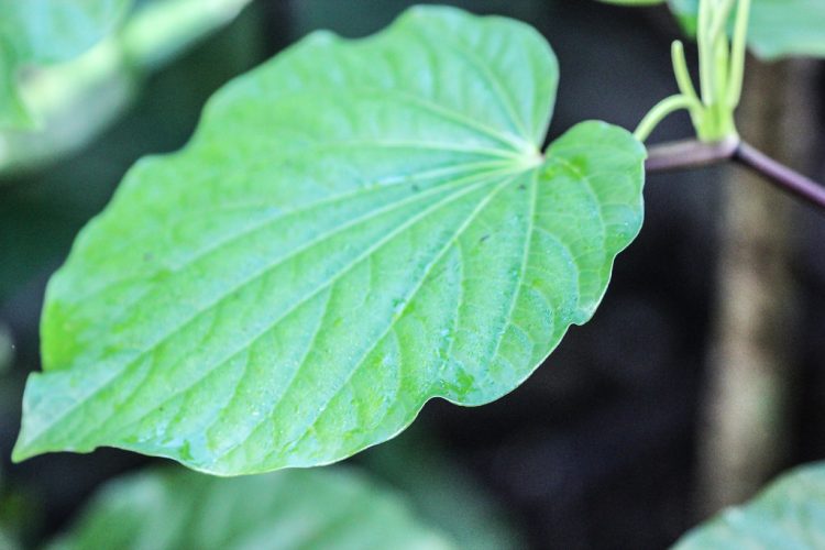 In fact, Kava Kava (Piper methysticum) probably will help ease some of the stress that accompanies most jobs these days.