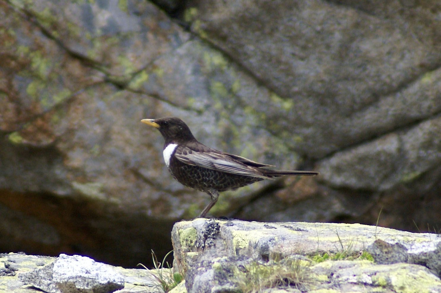 Ring Ouzel resembling with common Blackbird in size, shape and basic coloration with a prominent white breast band and whitish wing feathers
