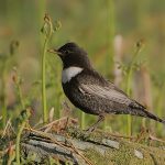 Ring Ouzel resembling with common Blackbird in size, shape and basic coloration with a prominent white breast band and whitish wing feathers