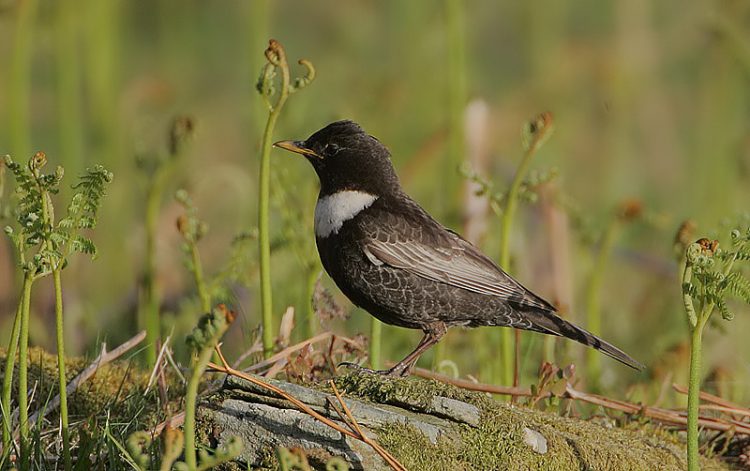 Ring Ouzel resembling with common Blackbird in size, shape and basic coloration with a prominent white breast band and whitish wing feathers