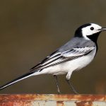 Most familiar White Wagtail with combination of black crown and throat (or breast band) with white sides of head, grey or blackish upperparts
