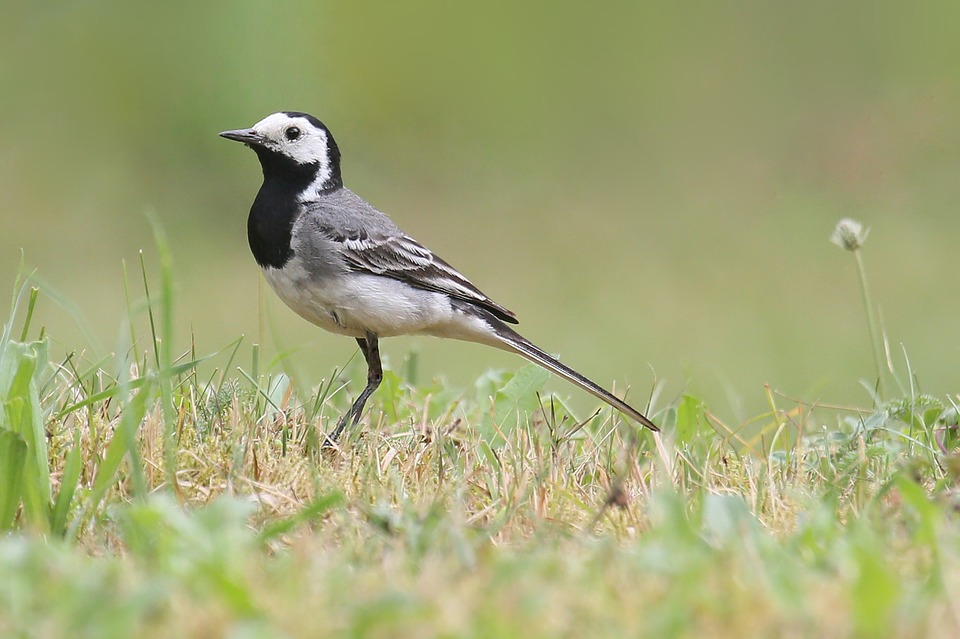 White Wagtail 