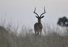 What Hunting Animals Do? What Hunting Animals Do? Probably the first man who ever kept sheep lost some to wolves, and cursed the wolves accordingly, passing on his opinions to his offspring so that wolves finally became ogres in fairy tales.