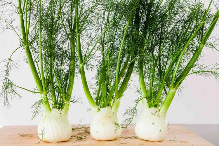 Fennel The History Old as the Mediterranean Basin