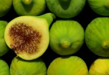 The Health Benefits of Eating Fig Health Benefits of Eating Fig have been a prized delicacy for at least 5,000 years. They were grown in famous Hanging Gardens of Babylon.