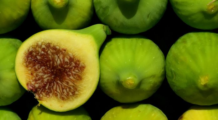 The Health Benefits of Eating Fig Health Benefits of Eating Fig have been a prized delicacy for at least 5,000 years. They were grown in famous Hanging Gardens of Babylon.