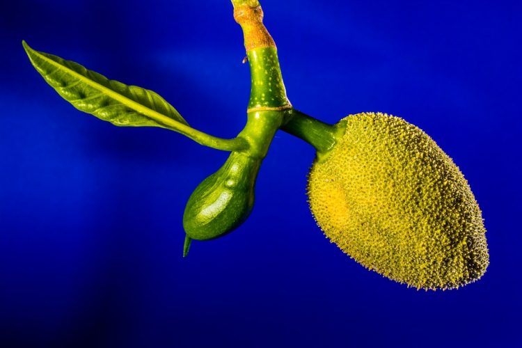 Jack Fruit Most Important Underutilized Fruit