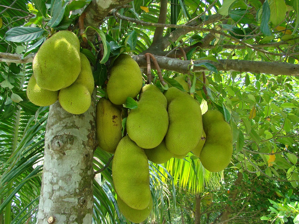 Jack fruit is to have spread from India to the other tropical countries such as Malaysia, Burma, Sri Lanka, Indonesia, Brazil, Jamaica etc.