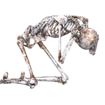 Why do we have a skeleton? There are two main jobs that the skeleton does it supports the body, and it protects delicate organs.