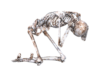 Why We Have a Skeleton? Why do we have a skeleton? There are two main jobs that the skeleton does it supports the body, and it protects delicate organs.