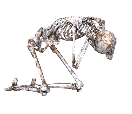 Why We Have a Skeleton? Why do we have a skeleton? There are two main jobs that the skeleton does it supports the body, and it protects delicate organs.