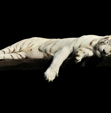 How Much And Why Do We Sleep? Why Do We Sleep? How Much Sleep Do We Need? There is living creature that does not need sleep or complete rest every day.