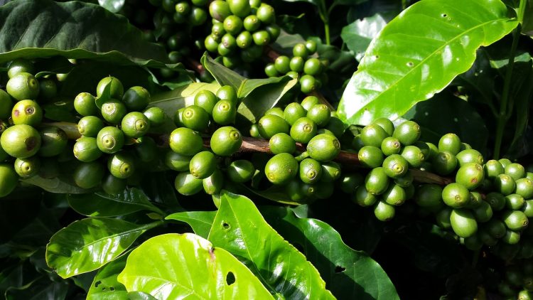 Coffee Tree is an ideal choice for a strong display of foliage makes a dramatic feature in combination with foliage or flowering plants.