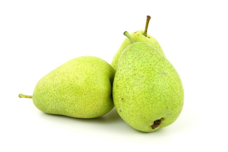 Pears are best picked before maturity. Left to ripen on the tree they become grainy and can go very quickly from ripe to rotten.