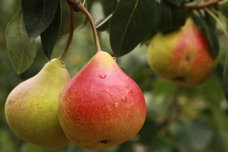 How to grow pears on sturdy, deep-rooted trees that can live and bear for as long as seventy-five years. They will take less cold than apples