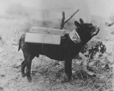 Mutt - The French Bulldog of WWI - Charismatic Planet