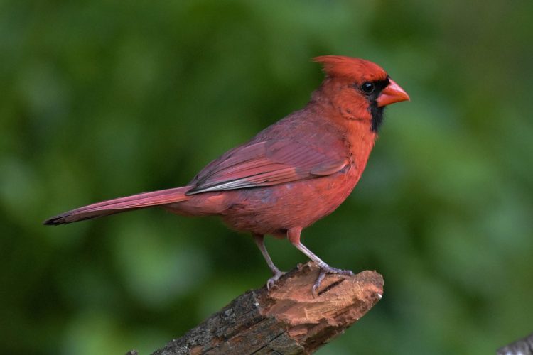 Cardinal Bird Meaning in terms of spiritual is known for being a seer and messenger with his head’s crest.
