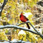 Northern Cardinal Bird Meaning - A bird representative of a loved one who has passed away. Therefore, when you want to see him, it means they are visiting your door very soon.