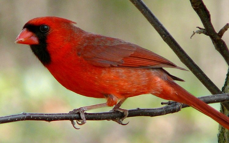 Northern Cardinal Bird Meaning - A bird representative of a loved one who has passed away. Therefore, when you want to see him, it means they are visiting your door very soon.