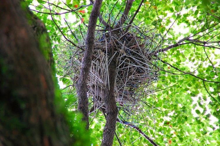 crow nest hanger 26