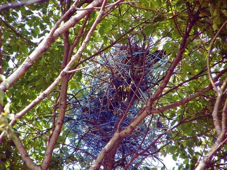 Crow’s Make Nest from Hangers