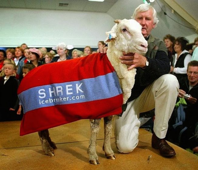 shrek the sheep 26