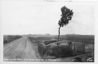 A 1927 Post Card of Tree in the Rock Wyoming